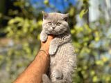 Brıtısh Shorthair