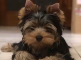 Petmode Köpek Çiftliğinden Tea Cup Yorkshire Terrier