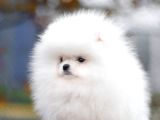 show class pomeranian boo yavrular heryere gönderilir
