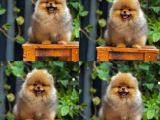 Show Class Pomeranian Boo Yavrular Heryere Gönderilir