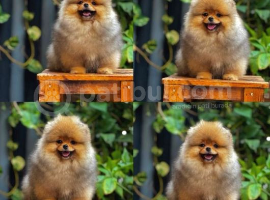 Show Class Pomeranian Boo Yavrular Heryere Gönderilir görsel