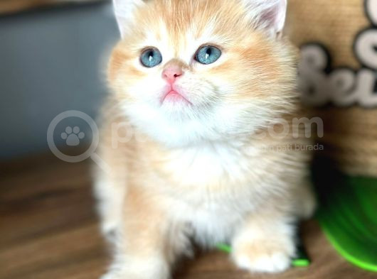 A Kalite Bri̇ti̇sh Shorthai̇r Golden  Yavrular görsel