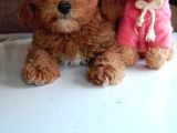 Mini Boy Poodle Lar