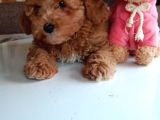 Mini boy poodle lar