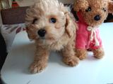 Mini Boy Poodle Lar