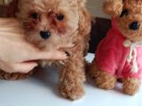Mini Boy Poodle Lar