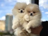 Petmode Köpek Çiftliğinde Ziyarete Açık Pomeranian 