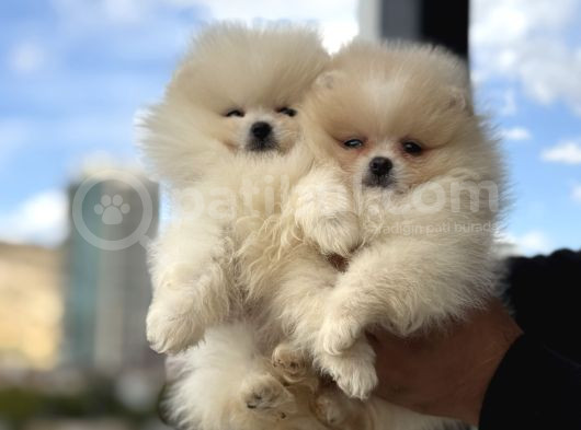Petmode Köpek Çiftliğinde Ziyarete Açık Pomeranian  görsel