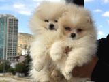 Petmode Köpek Çiftliğinde Ziyarete Açık Pomeranian 