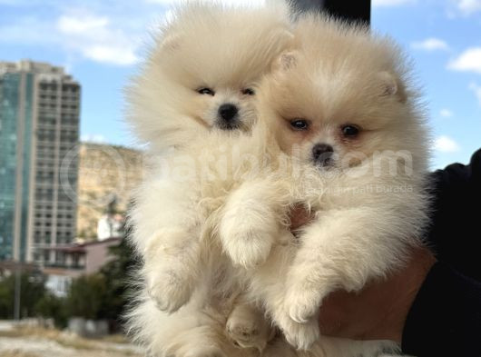 Petmode Köpek Çiftliğinde Ziyarete Açık Pomeranian  görsel