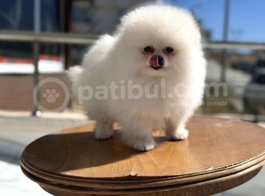 Petmode Köpek Çiftliğinde Ziyarete Açık Pomeranian 
