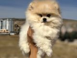 Petmode Köpek Çiftliğinde Ziyarete Açık Pomeranian 