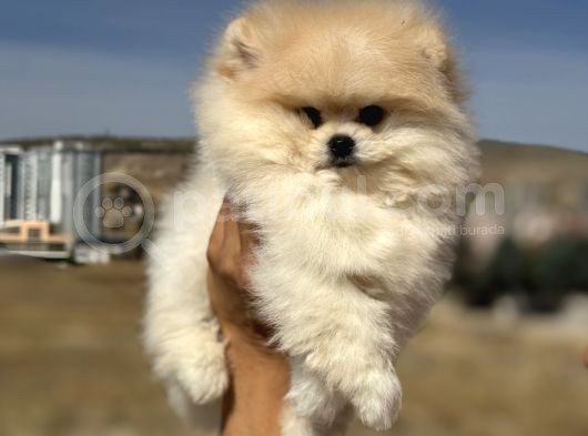 Petmode Köpek Çiftliğinde Ziyarete Açık Pomeranian  görsel