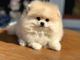 Petmode Köpek Çiftliğinde Ziyarete Açık Pomeranian 
