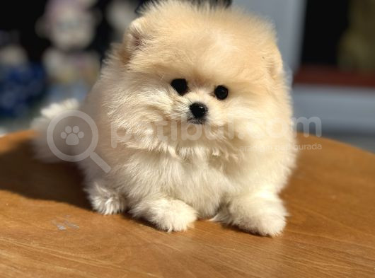 Petmode Köpek Çiftliğinde Ziyarete Açık Pomeranian  görsel
