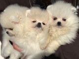 Petmode Köpek Çiftliğinde Ziyarete Açık Pomeranian 