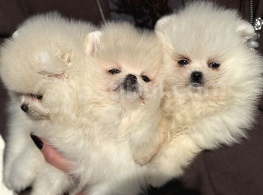 Petmode Köpek Çiftliğinde Ziyarete Açık Pomeranian  görsel