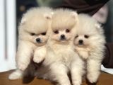 Petmode Köpek Çiftliğinde Ziyarete Açık Pomeranian 