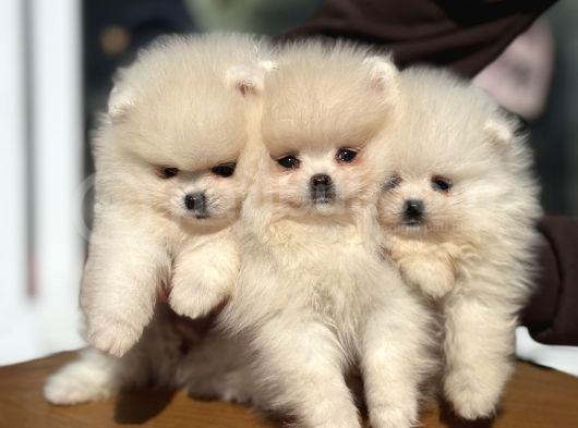 Petmode Köpek Çiftliğinde Ziyarete Açık Pomeranian  görsel