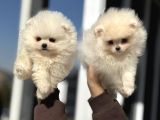 Petmode Köpek Çiftliğinde Ziyarete Açık Pomeranian 