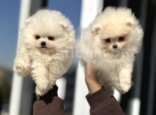 Petmode Köpek Çiftliğinde Ziyarete Açık Pomeranian  görsel