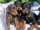 Şampiyon Soydan Doberman Yavrular