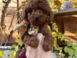 Kore Kan Mini boy Poodle Ped eğitimli yavrular