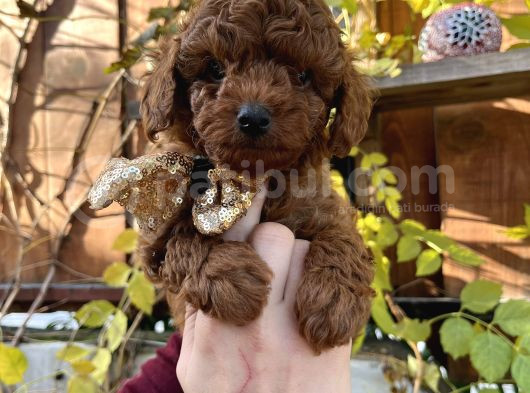 Kore Kan Mini Boy Poodle Ped Eğitimli Yavrular