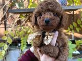 Kore Kan Mini Boy Poodle Ped Eğitimli Yavrular