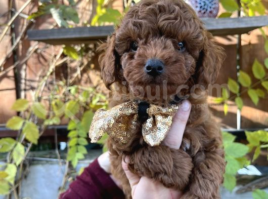 Kore Kan Mini Boy Poodle Ped Eğitimli Yavrular görsel
