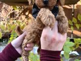 Kore Kan Mini Boy Poodle Ped Eğitimli Yavrular