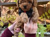 Kore Kan Mini Boy Poodle Ped Eğitimli Yavrular