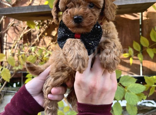 Kore Kan Mini Boy Poodle Ped Eğitimli Yavrular görsel