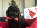 SİYAH İNCİ Toy Poodle Erkek