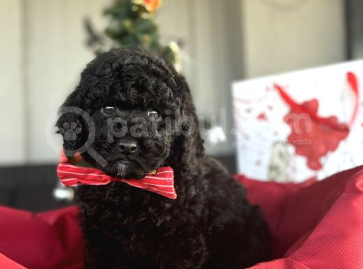 Si̇yah İnci̇ Toy Poodle Erkek