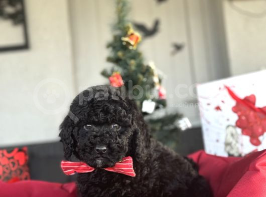 Si̇yah İnci̇ Toy Poodle Erkek görsel