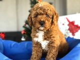 Red Brown Toy Poodle Oyuncak Bebekler