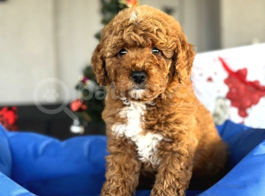 Red Brown Toy Poodle Oyuncak Bebekler görsel