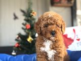 Red Brown Toy Poodle Oyuncak Bebekler