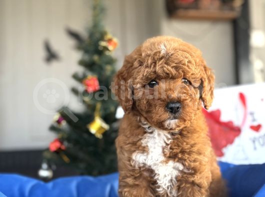 Red Brown Toy Poodle Oyuncak Bebekler görsel