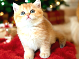 Show Kalite british Shorthair Golden Bebekler