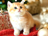 Show Kalite British Shorthair Golden Bebekler