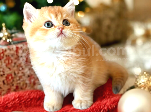 Show Kalite British Shorthair Golden Bebekler görsel