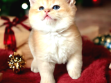 Show Kalite British Shorthair Golden Bebekler