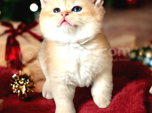 Show Kalite British Shorthair Golden Bebekler görsel