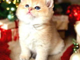 Show Kalite British Shorthair Golden Bebekler