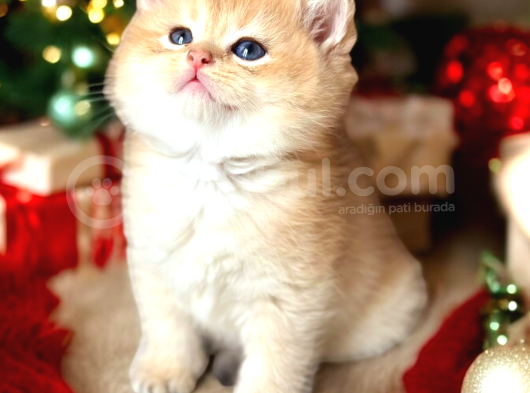 Show Kalite British Shorthair Golden Bebekler görsel