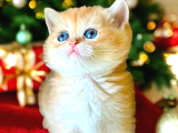 Show Kalite British Shorthair Golden Bebekler