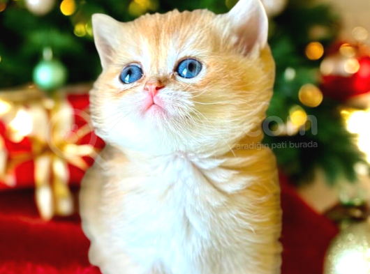 Show Kalite British Shorthair Golden Bebekler görsel
