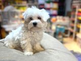 Maltesse terrier cinsi mini Boy Puppy Kar beyaz